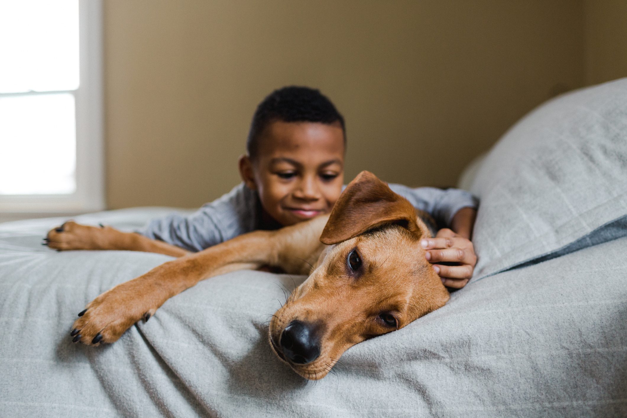A dog rests on a bed while a child affectionately pats its head in a cozy bedroom setting.