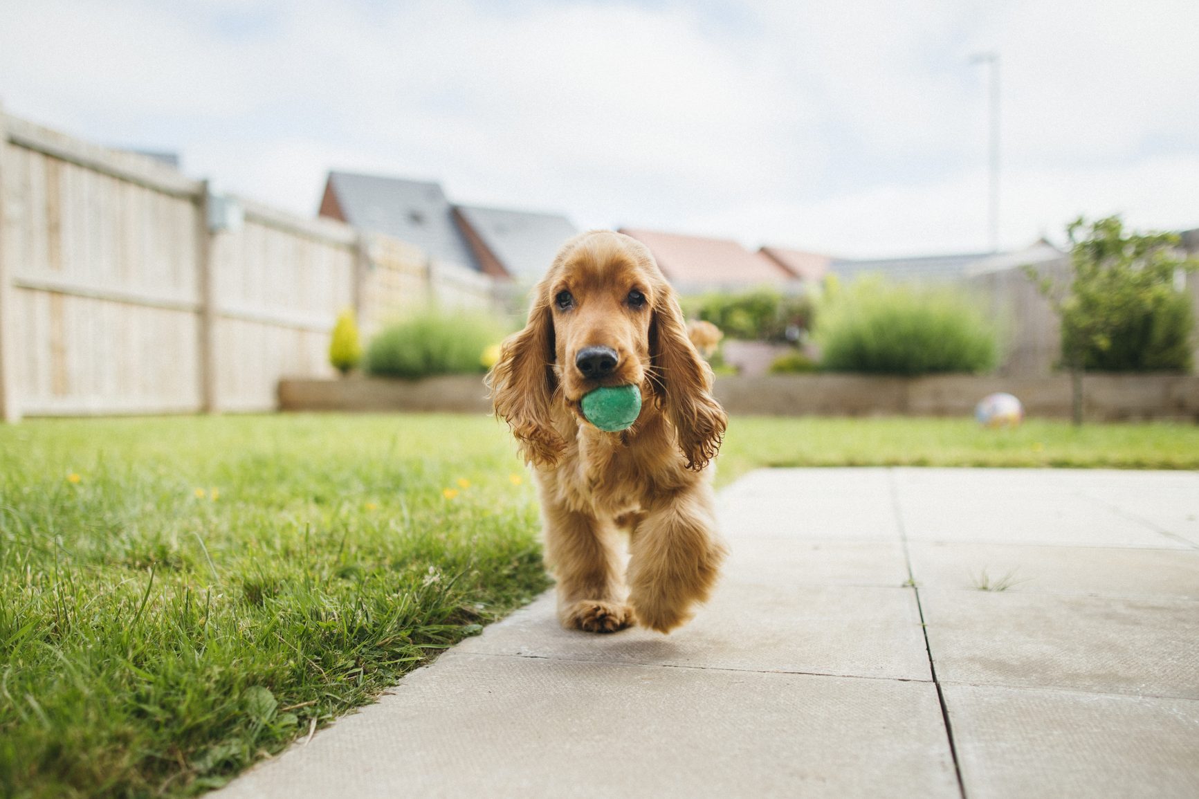 Dog holds green ball, walking on paved path in a grassy backyard with fences and distant houses in the background.