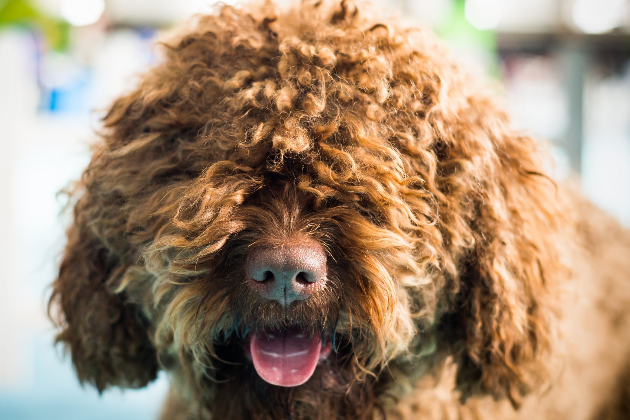 Barbet dog looking at camera. Brown French Water Dog.