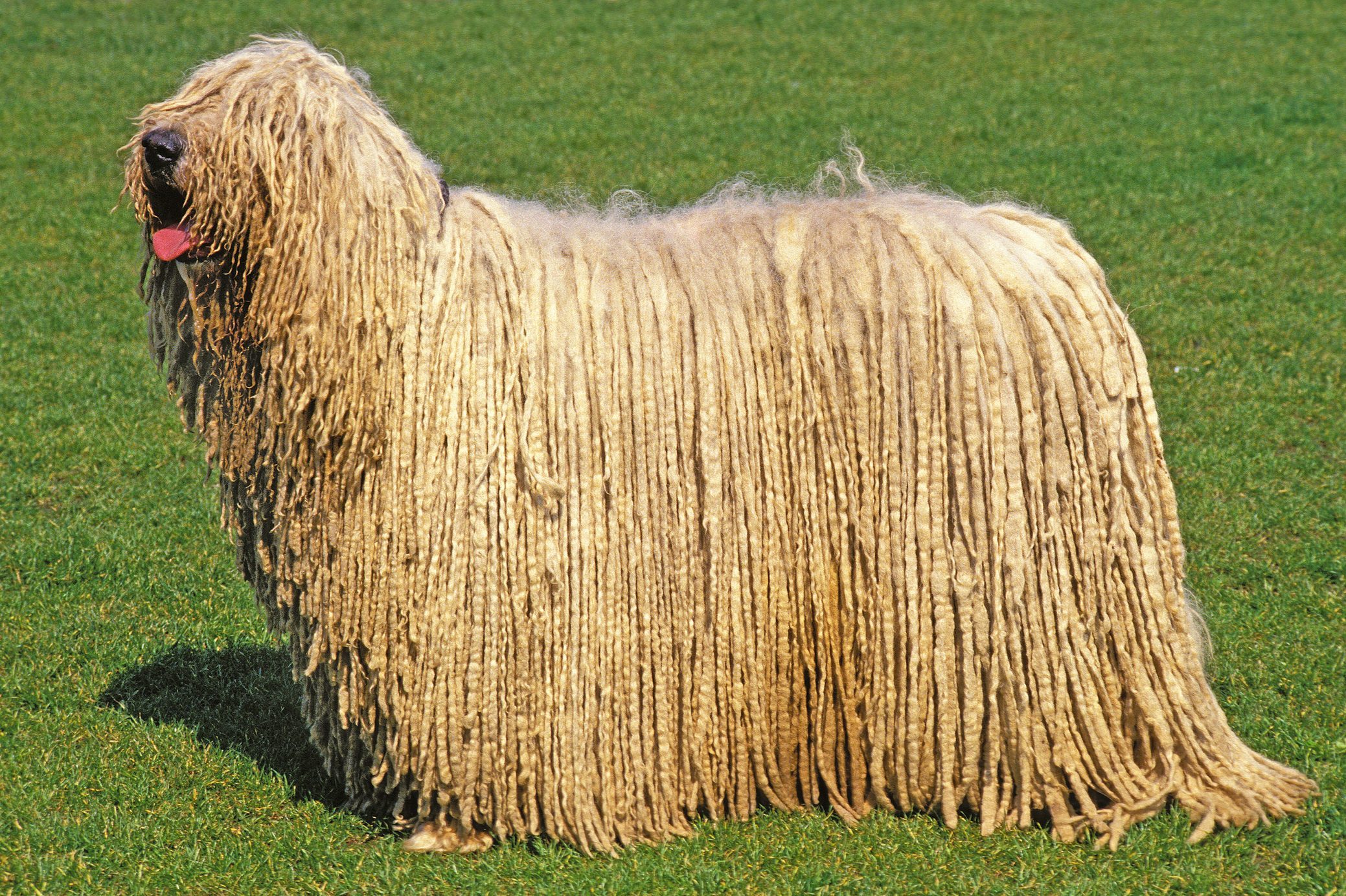KOMONDOR DOG standing outside