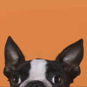 Dog's head peering, ears perked, against solid orange background.