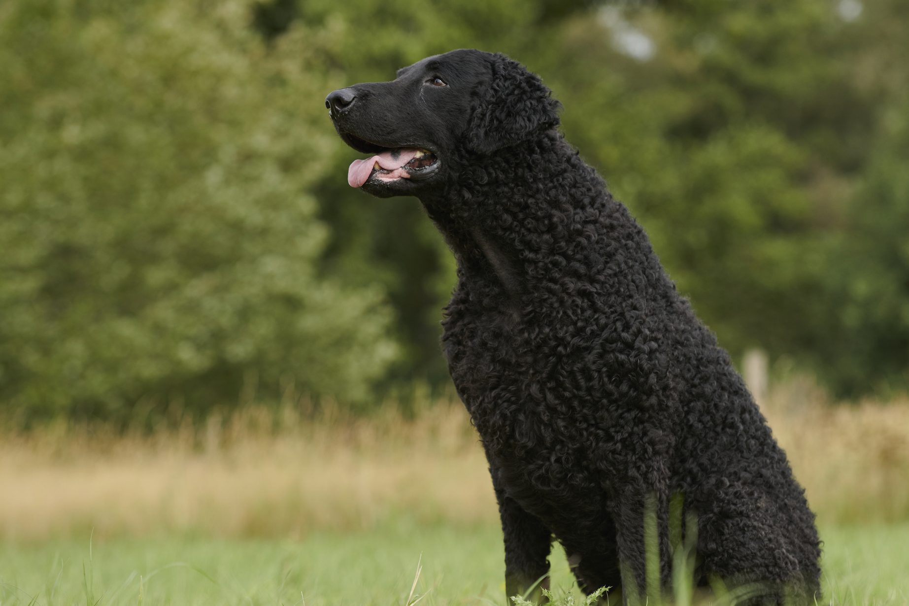 Black Curly Coated Retriever