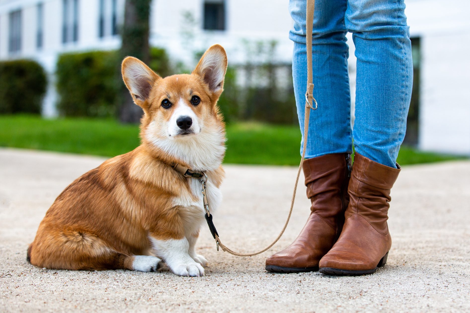 Corgi sits attentively, leashed beside person in jeans and boots, in a park with green grass and buildings in background.