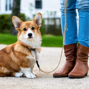 Corgi sits attentively, leashed beside person in jeans and boots, in a park with green grass and buildings in background.