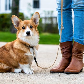 Corgi sits attentively, leashed beside person in jeans and boots, in a park with green grass and buildings in background.
