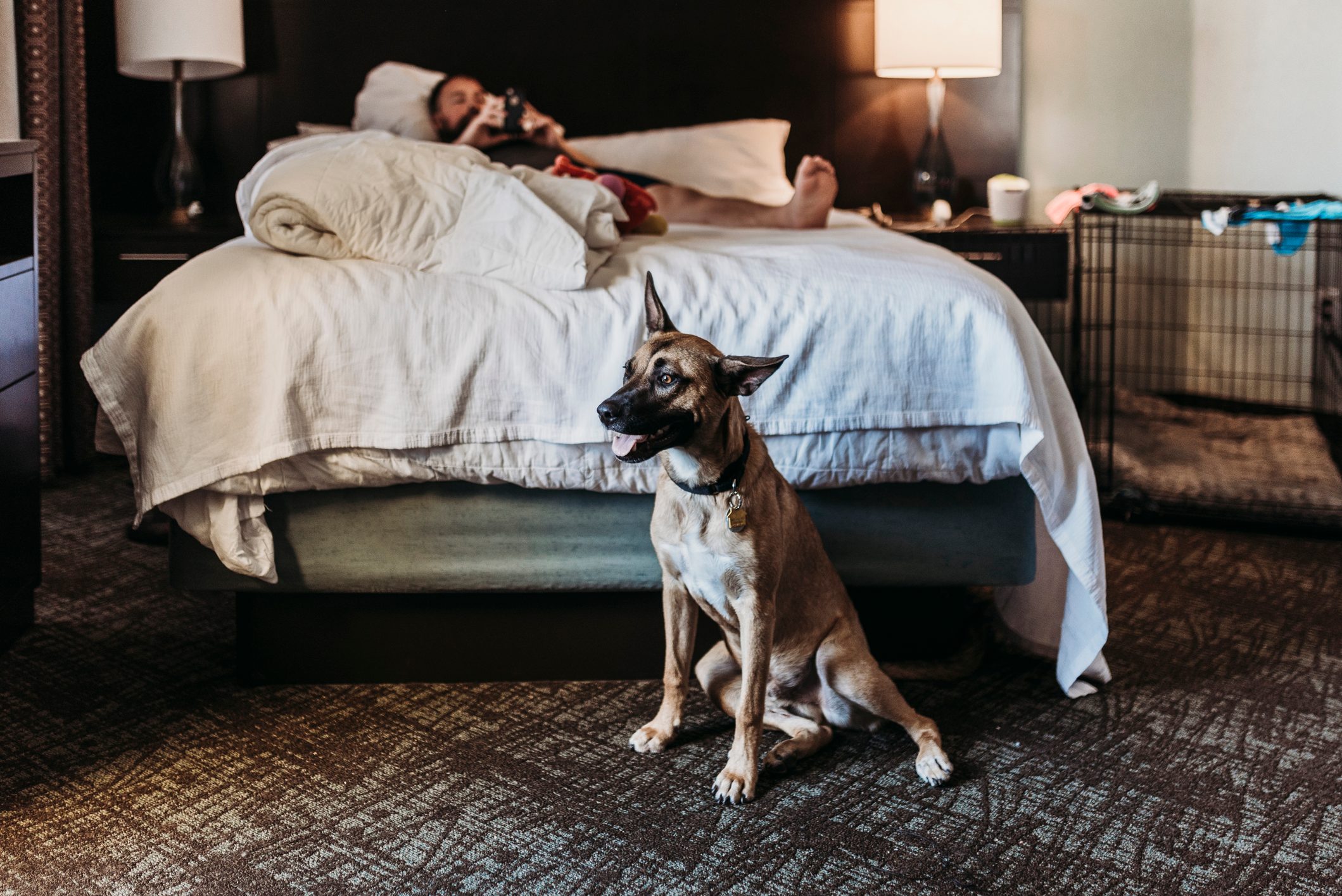 Dog sits on carpet; a person lounges on bed with phone, surrounded by lamps, bedding, and a pet crate.
