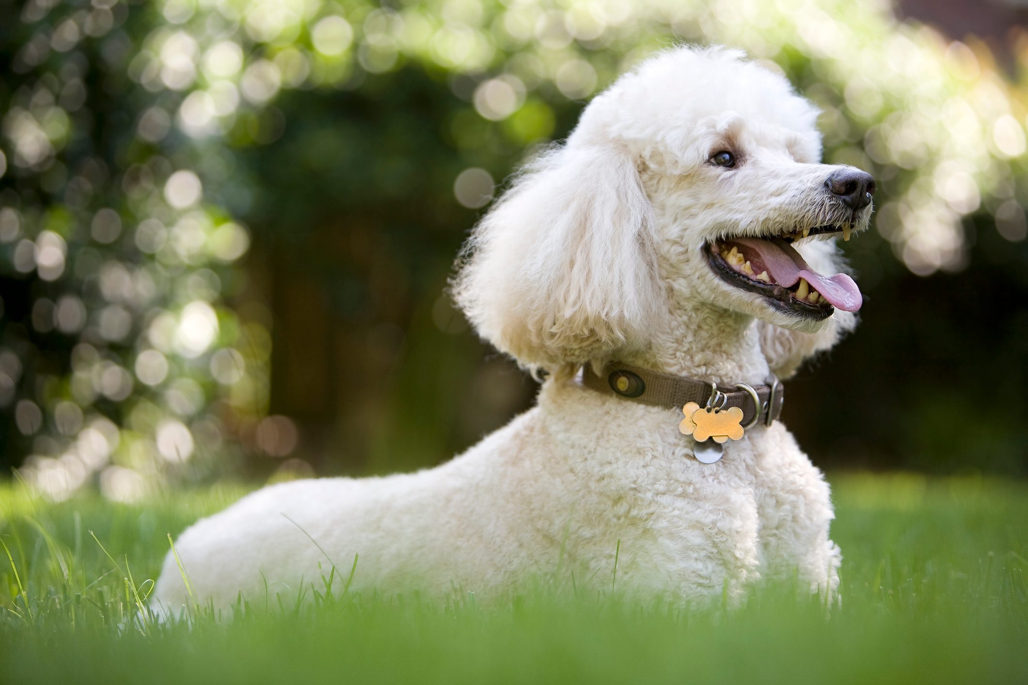 A fluffy white dog sits panting on grass, wearing a collar with tags, with blurred greenery in the background.