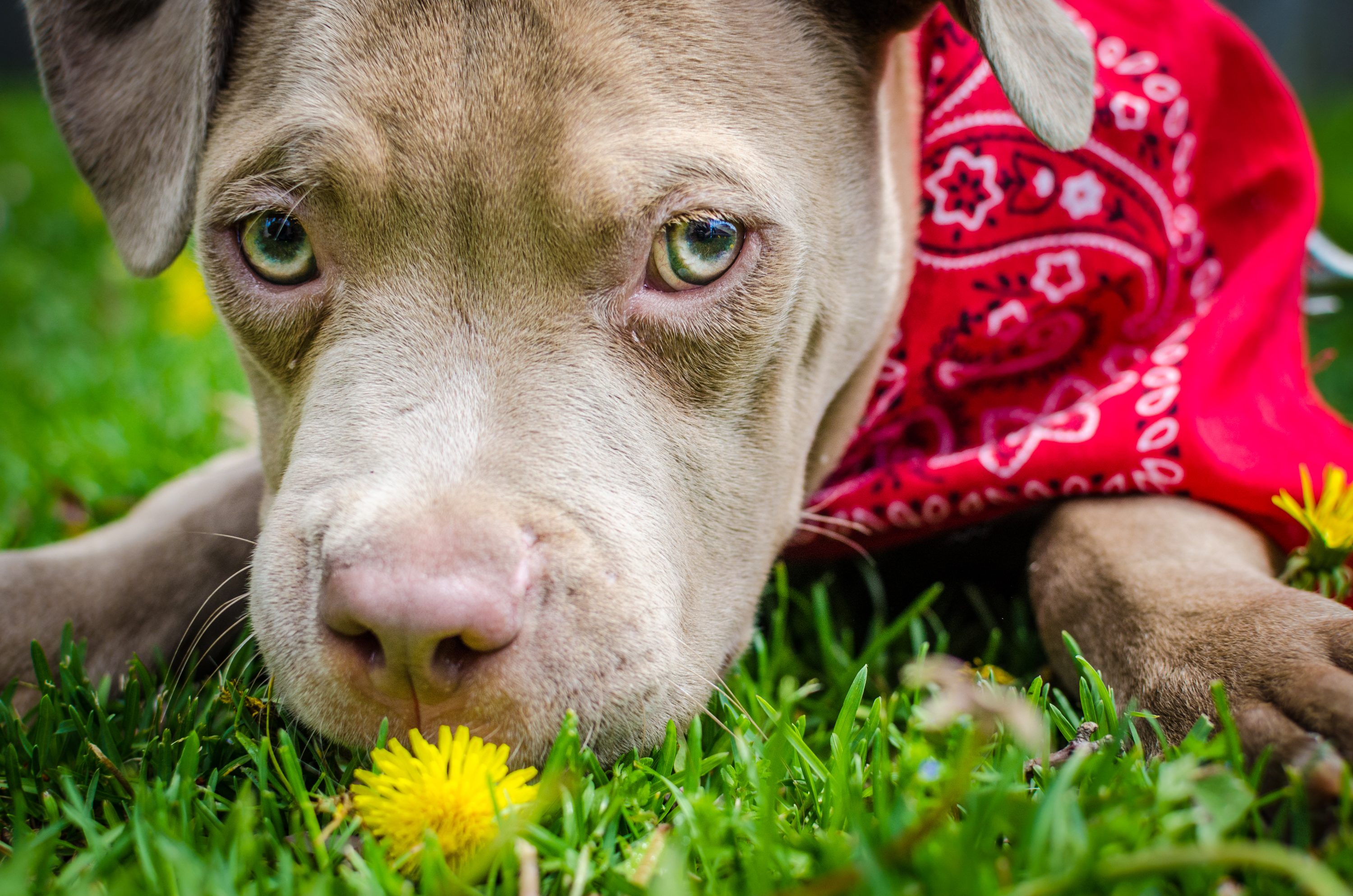 American pitbull terrier puppy outside in the grass