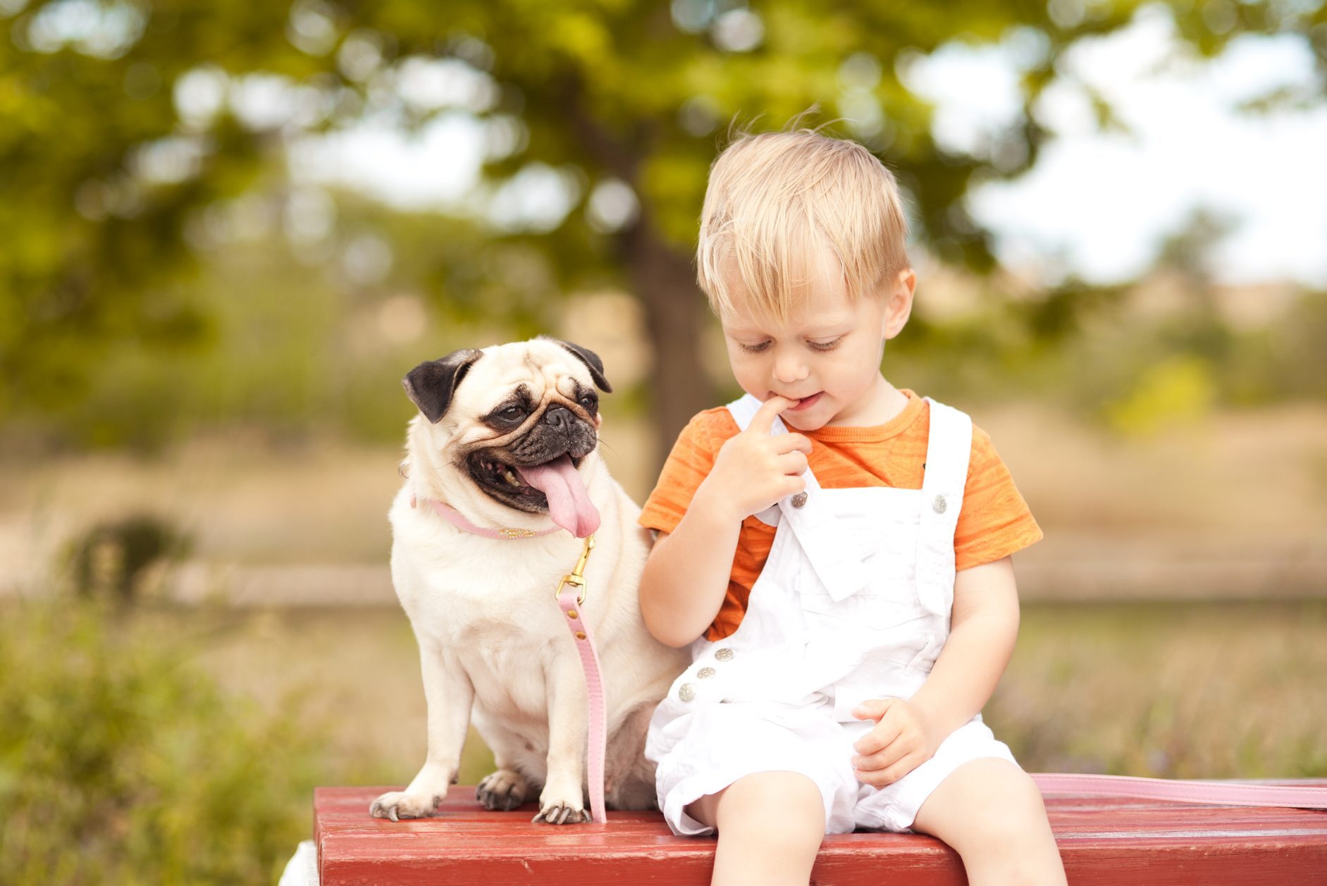 A pug sits panting next to a child in white overalls, outdoors with a blurry green background.