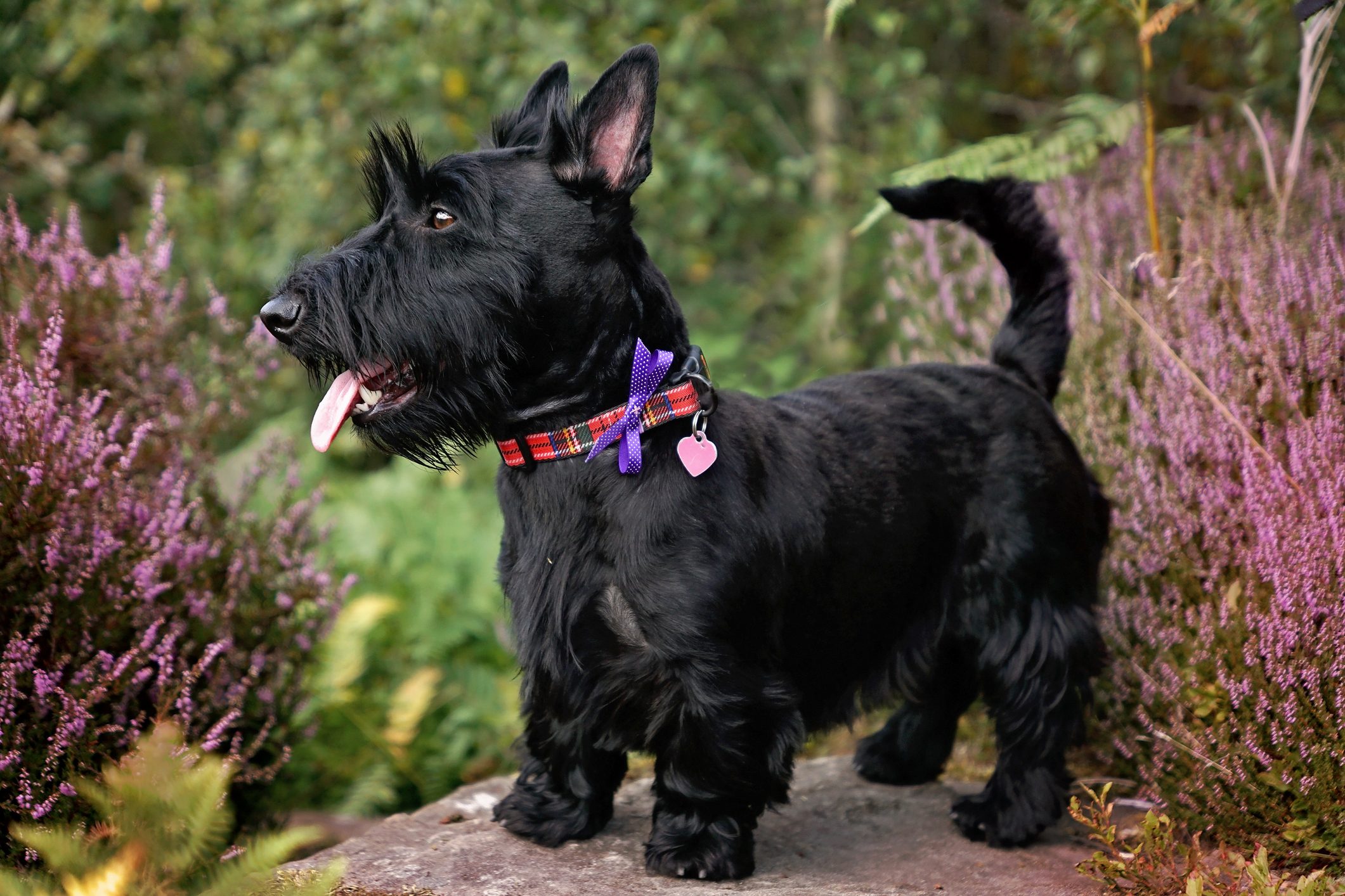 A black dog stands alert, tongue out, wearing a red collar surrounded by dense greenery and purple flowers.