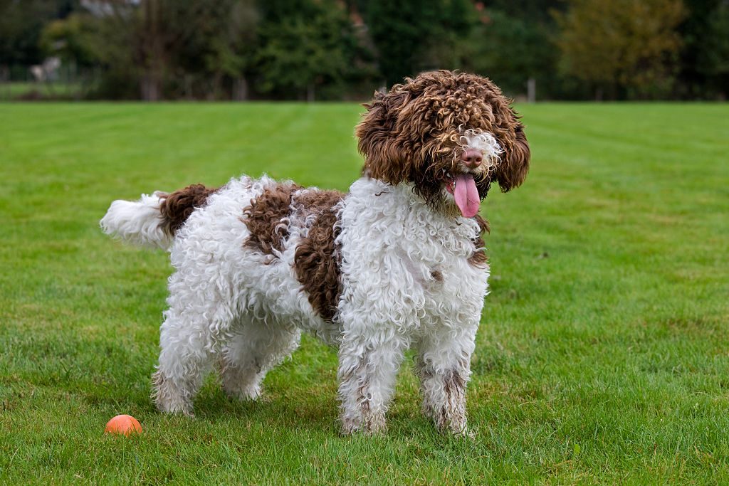Spanish Water dog or Perro de Agua Espanol