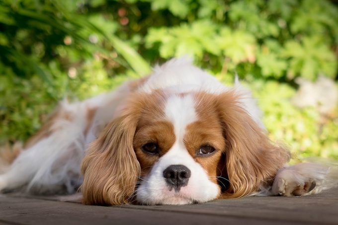 Portrait of Cavalier King Charles spaniel