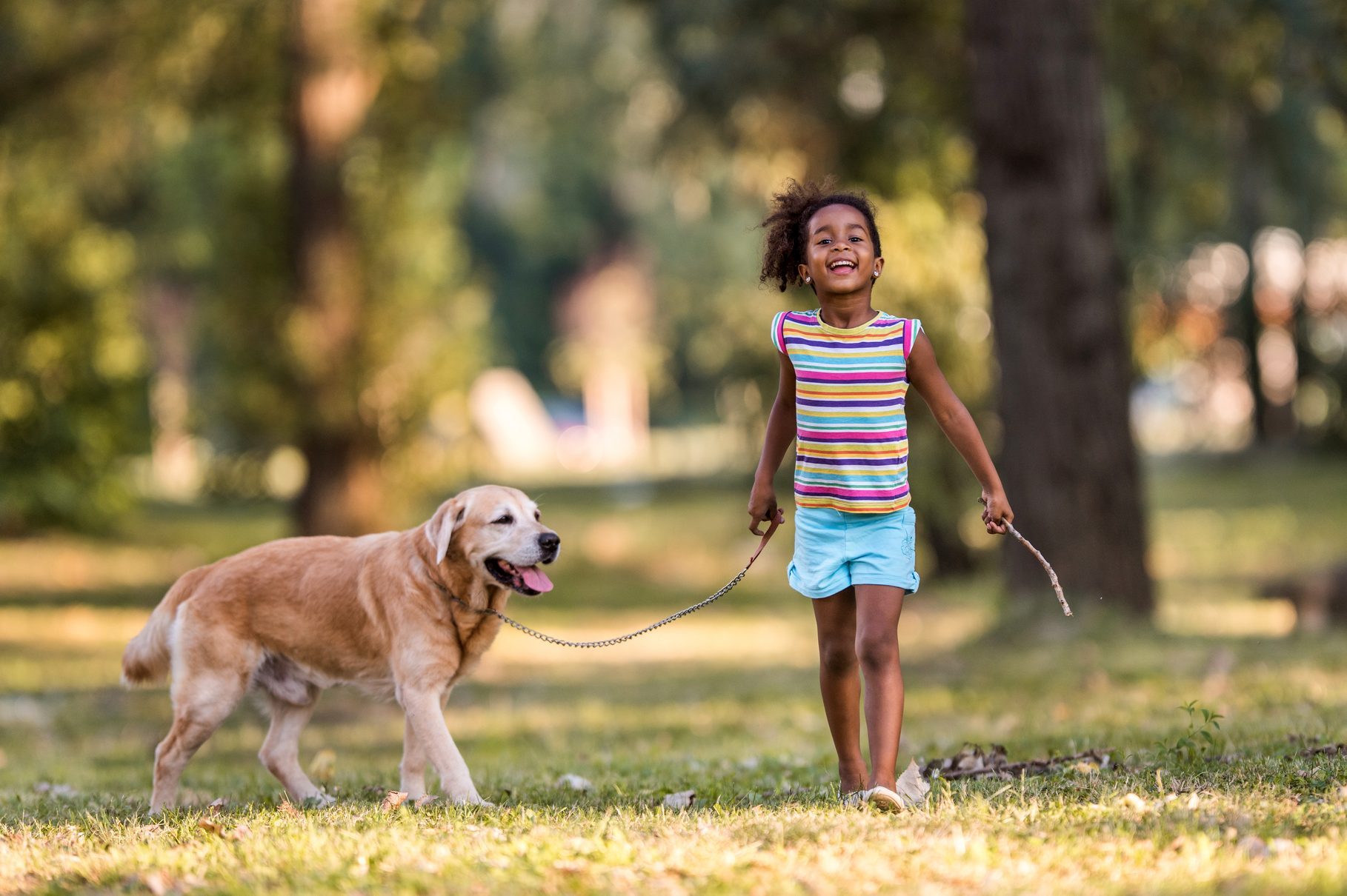 A child walks a golden retriever on a leash, smiling in a sunlit park with trees in the background.