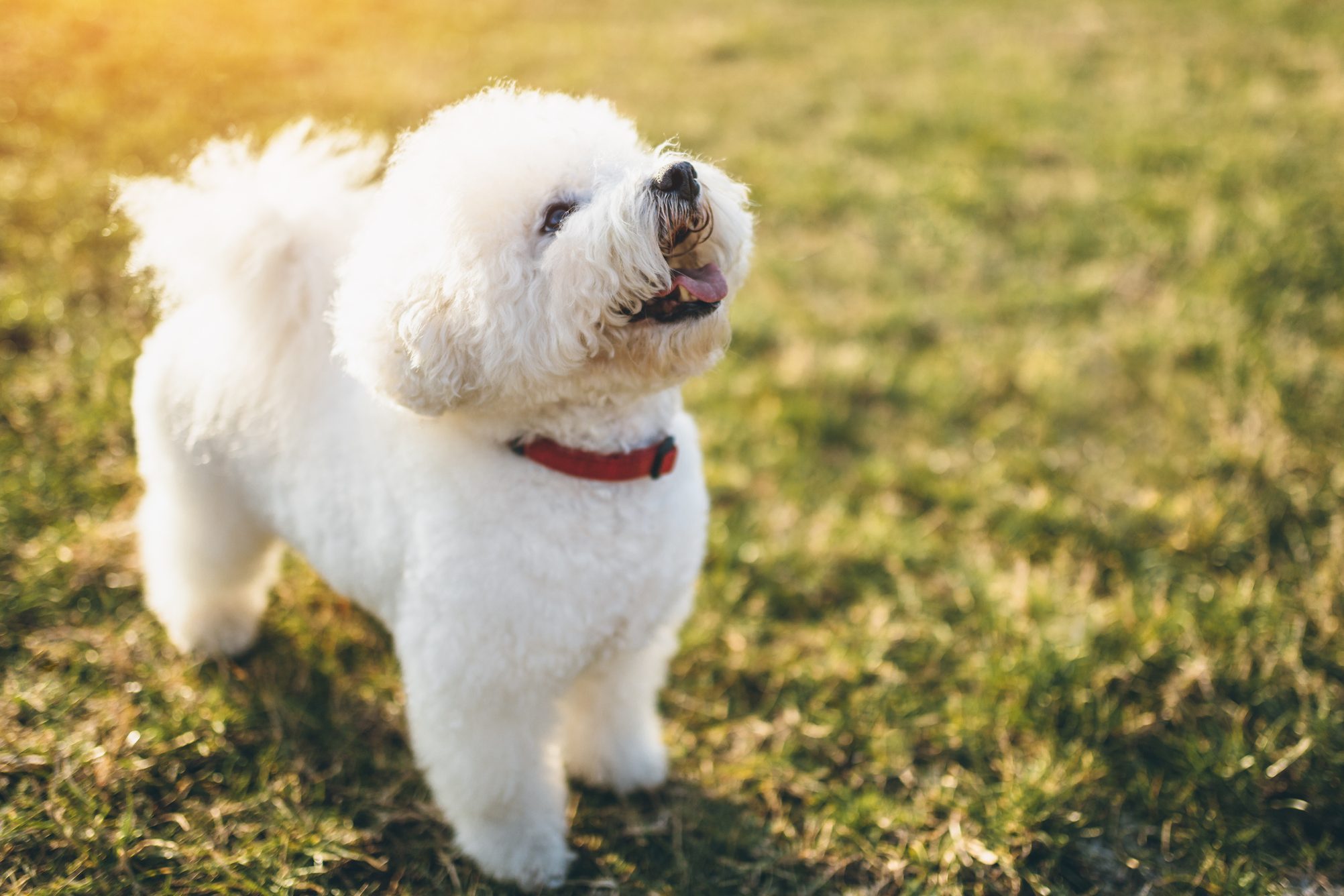 Cute little bichon frise dog