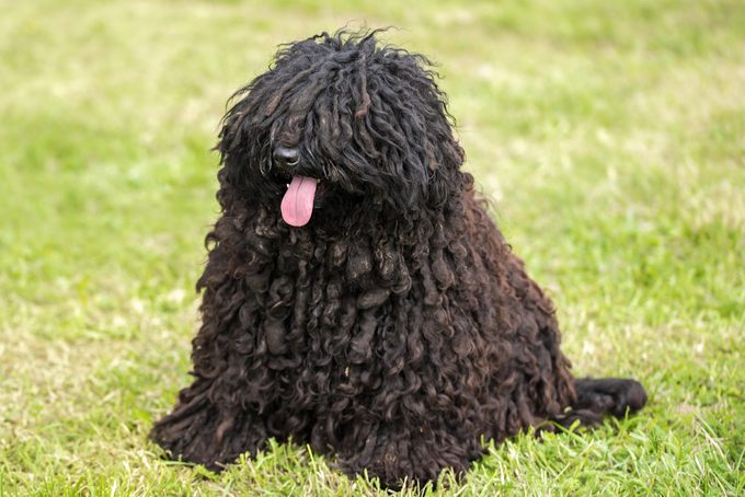 Cute puli dog in the park