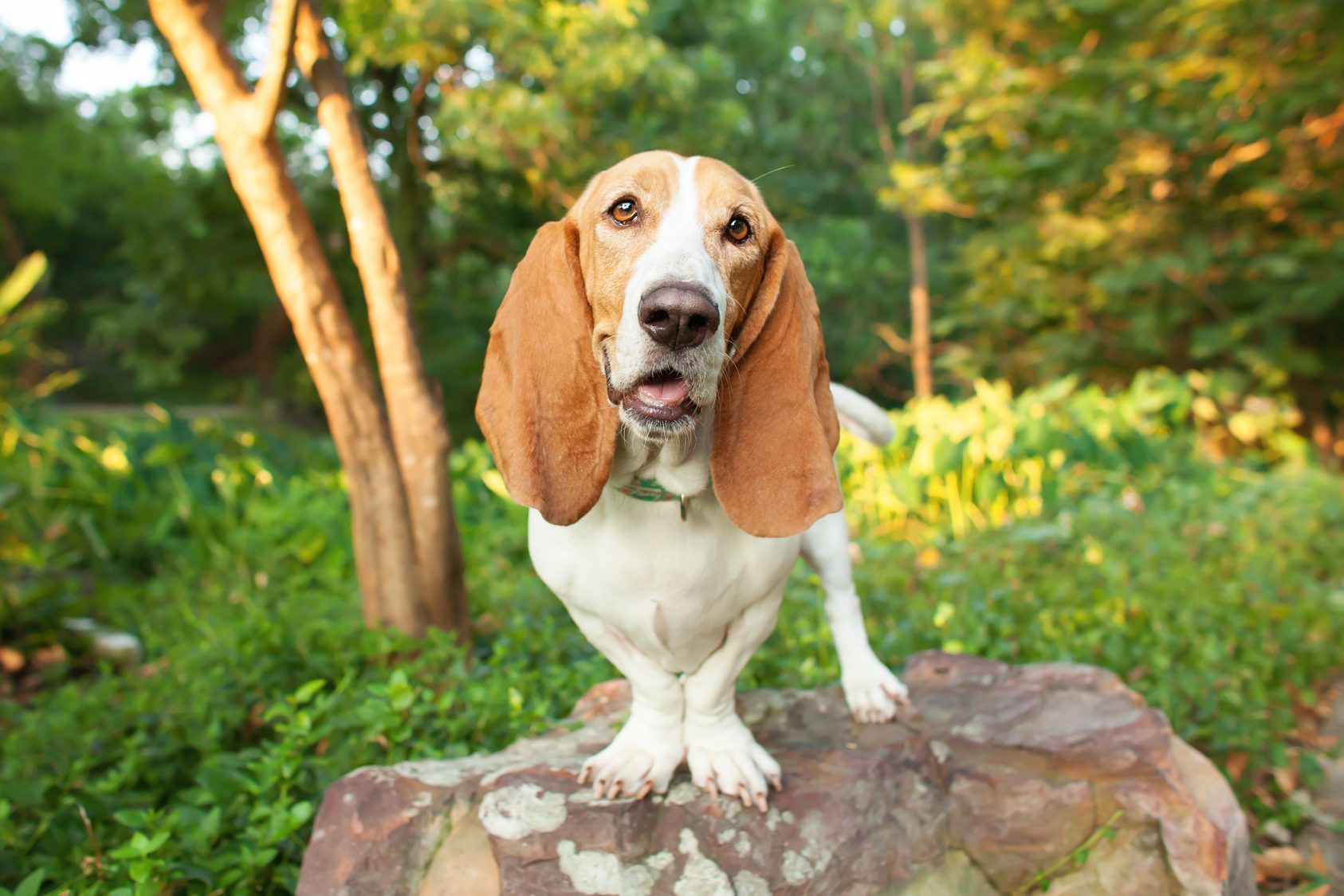 Dog stands on a rock, looking forward in a lush, green forested area.
