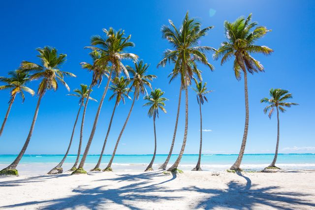 Palm trees stand tall, casting shadows on a sandy beach with a clear blue sky and turquoise ocean in the background.