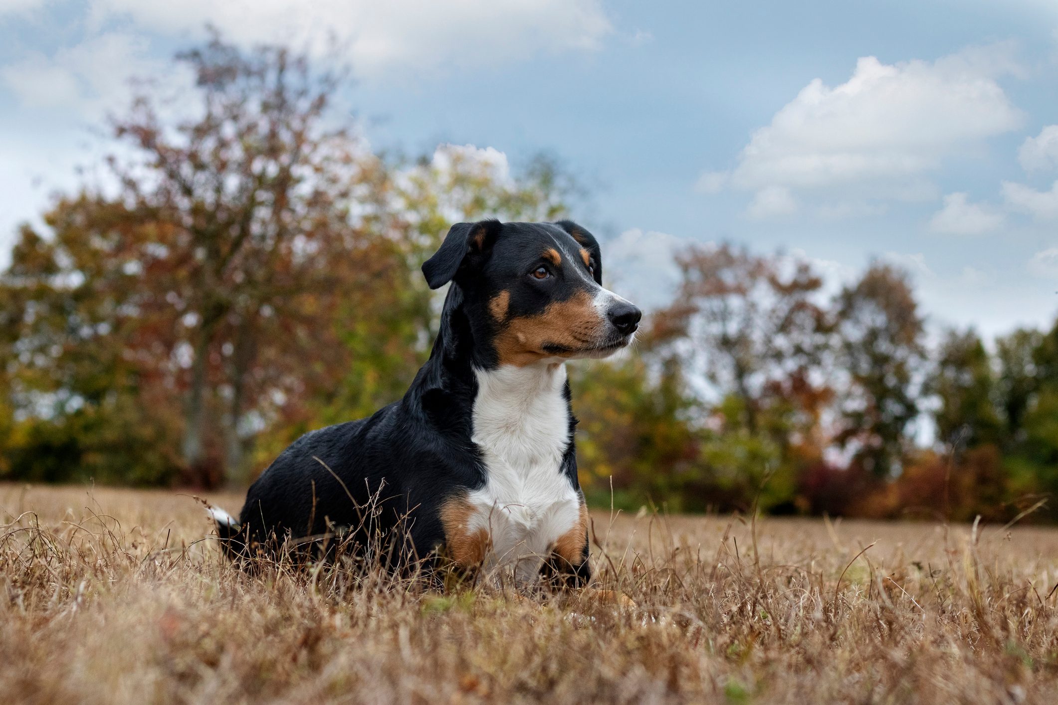 Appenzeller Sennenhund outside in nature
