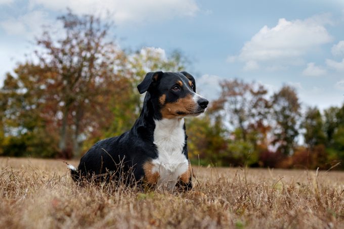 Appenzeller Sennenhund outside in nature