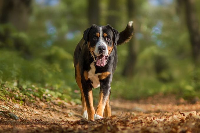 greater swiss mountain dog walking in the woods