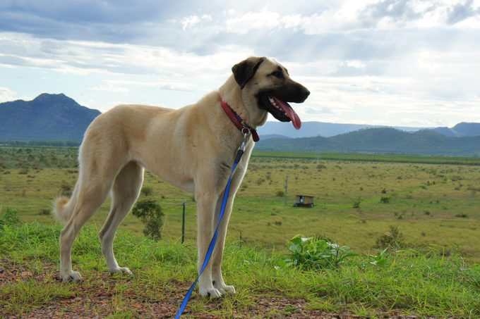 Anatolian Shepherd Dog
