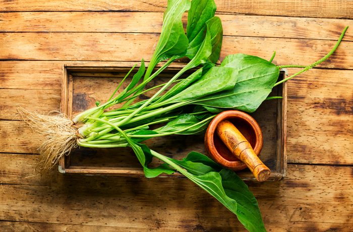 Broadleaf plantain leaves