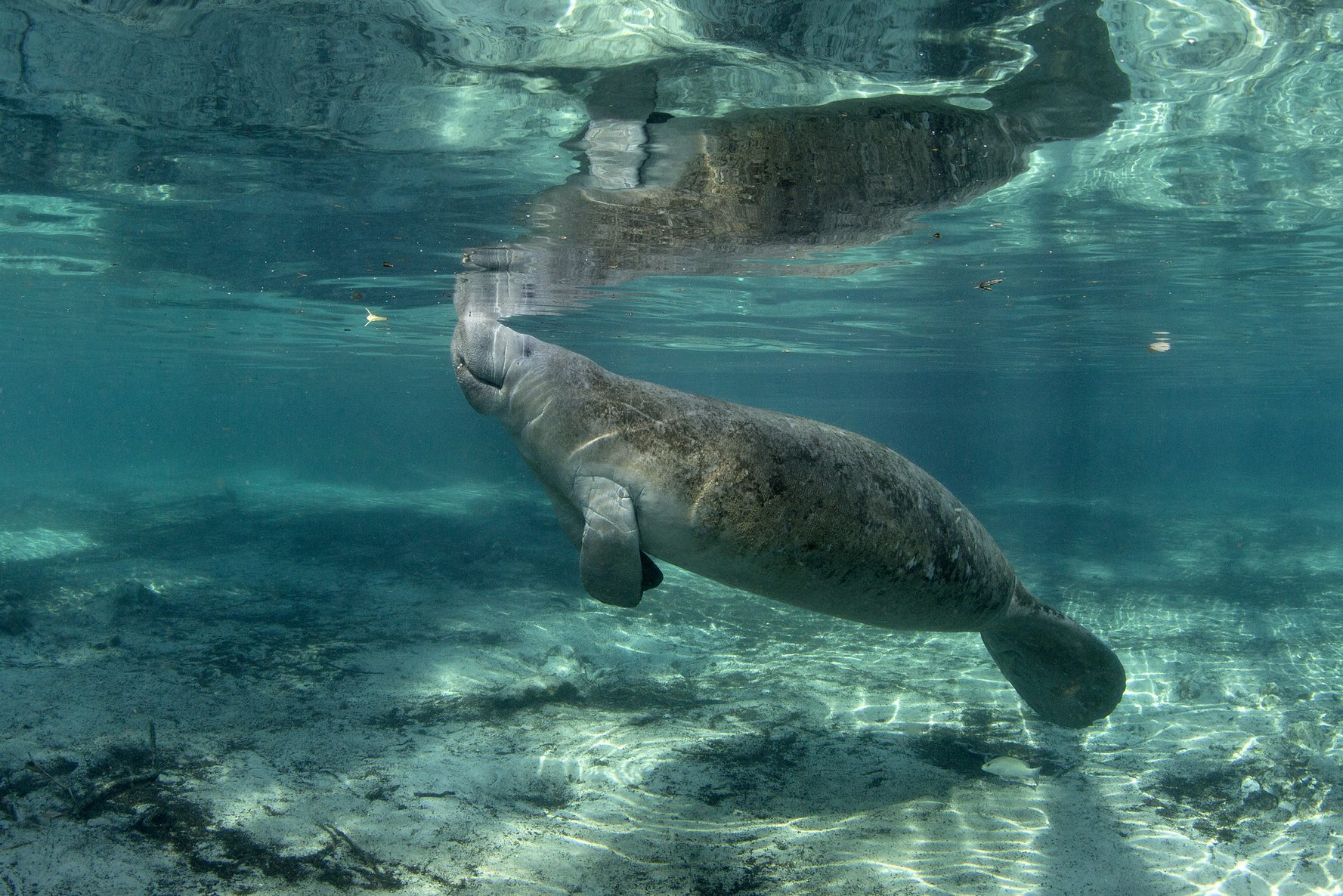 Manatees at Crystal River, Florida