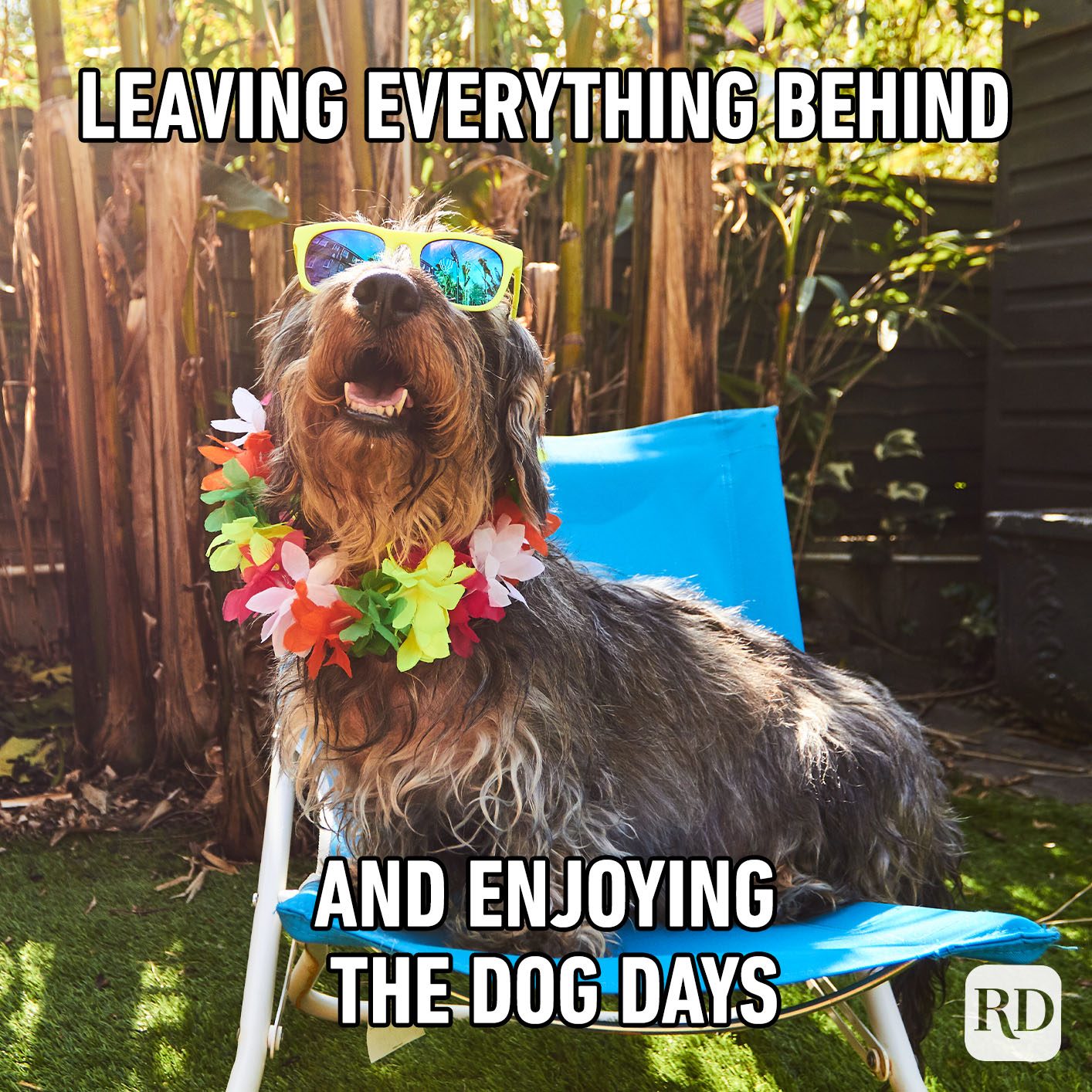 Leaving Everything Behind And Enjoying The Dog Days