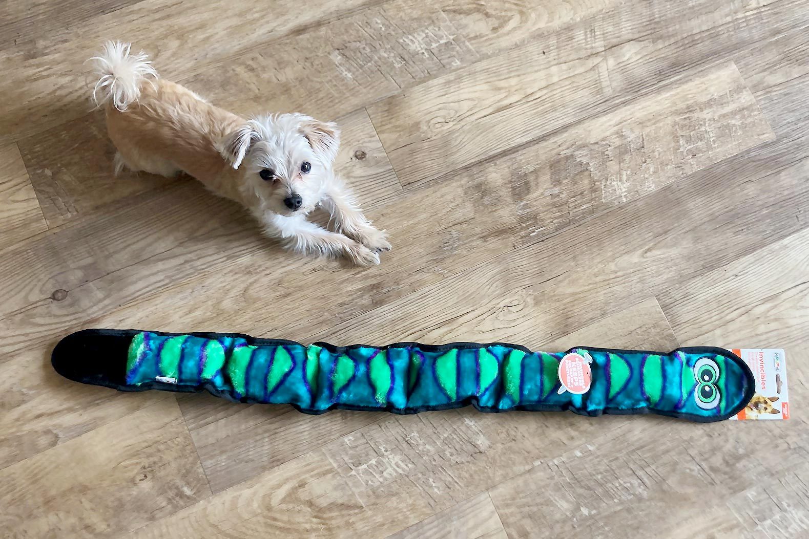 A small dog stands beside a long, colorful dog toy laying on a wooden floor. The toy is blue and green with a plush texture.