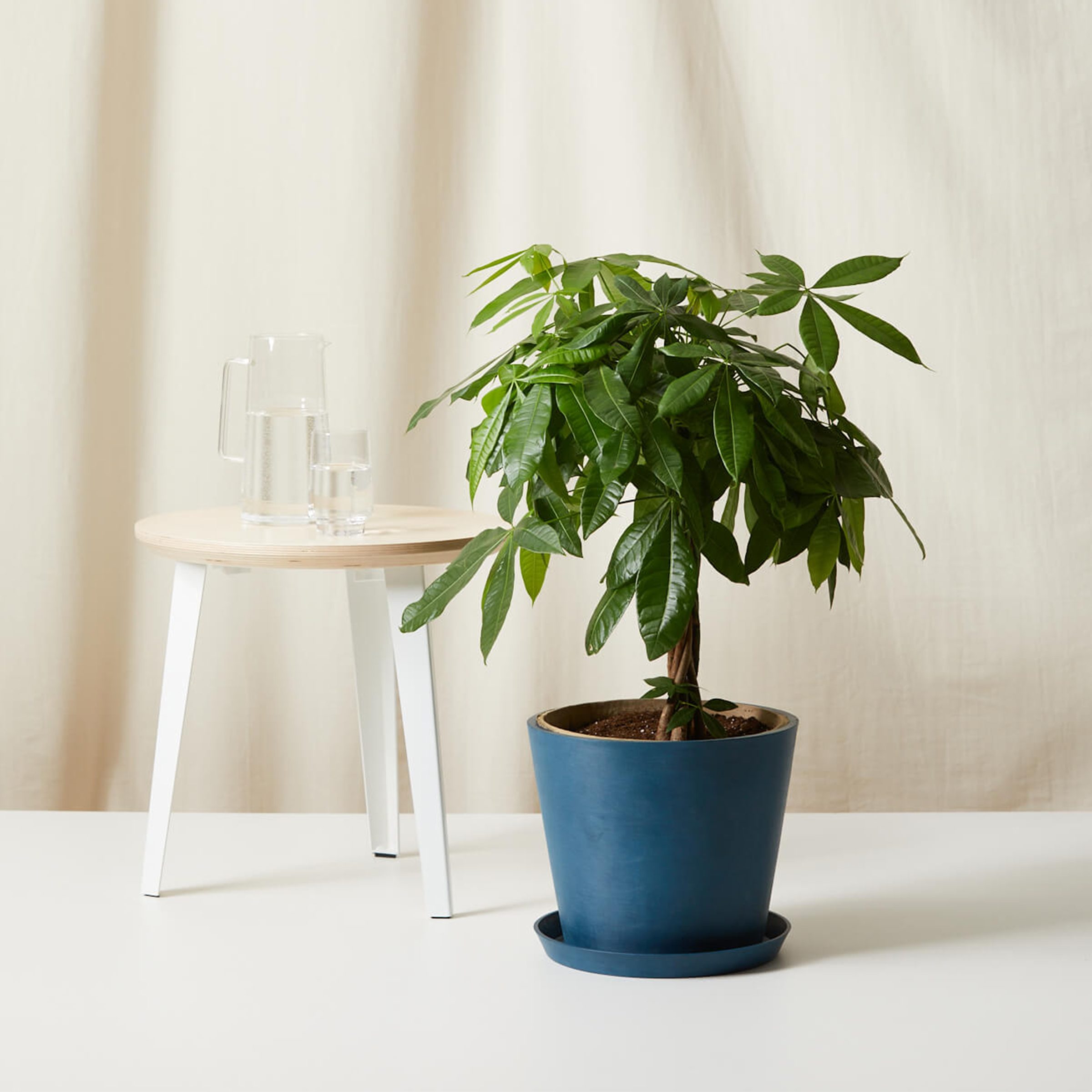 Bloomscape Money Tree