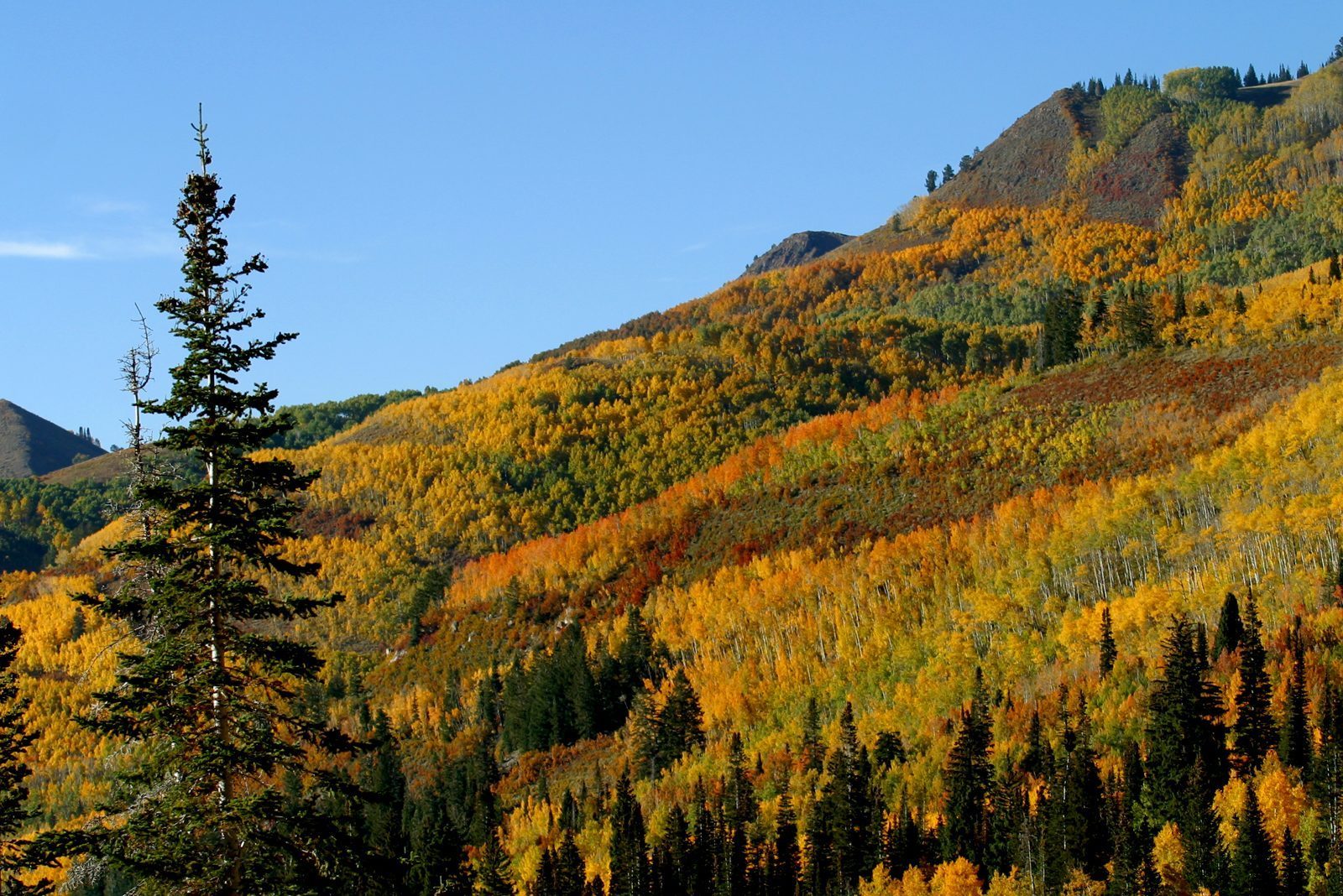 Autumn color in Big Cottonwod Canyon, Utah
