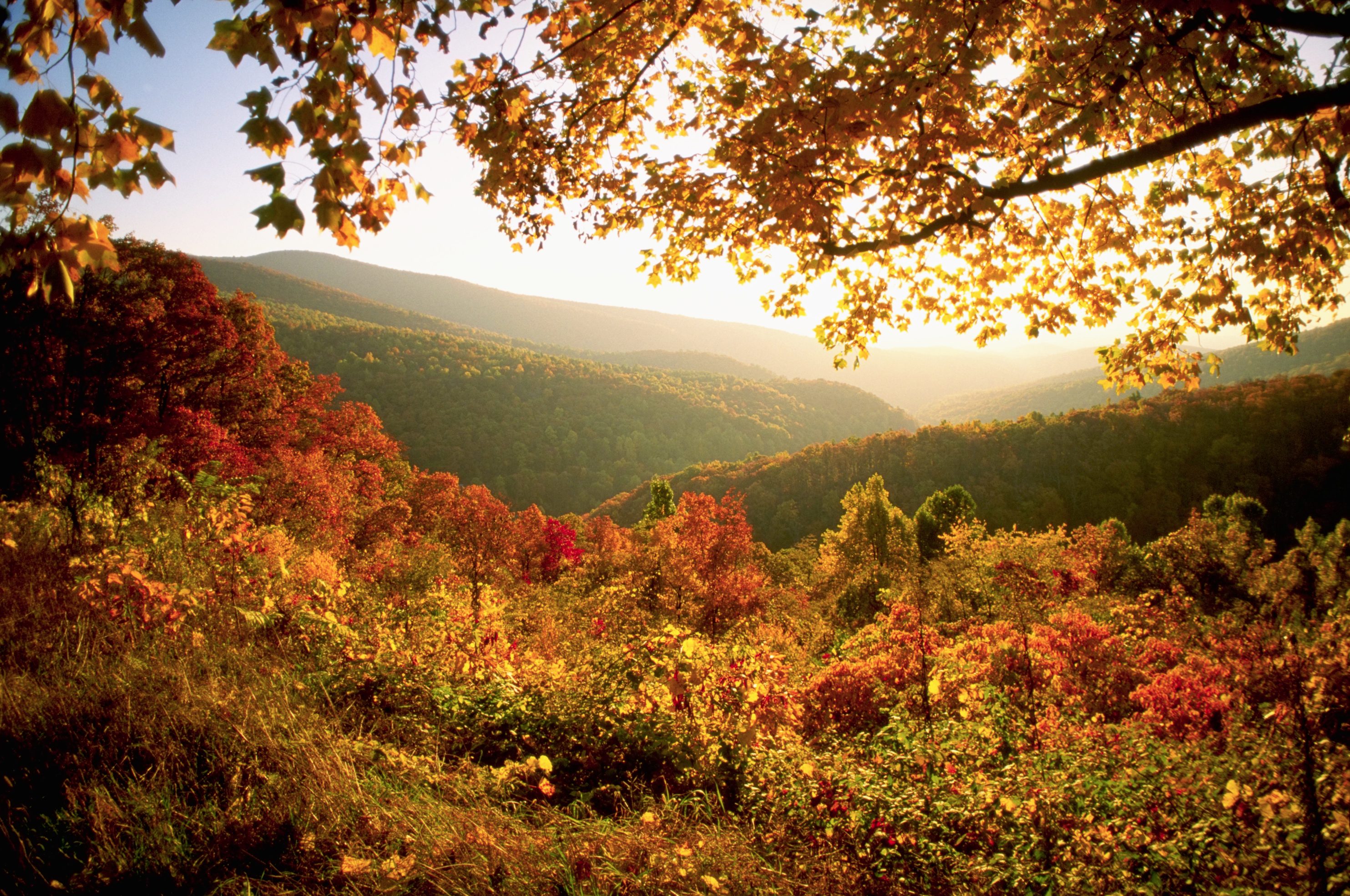 Trees with colorful autumn leaves glow in sunlight, set against rolling hills and a clear sky.