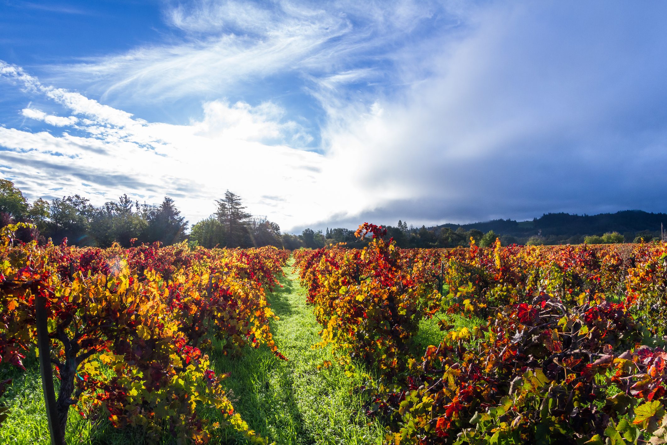 Autumn in the vineyards