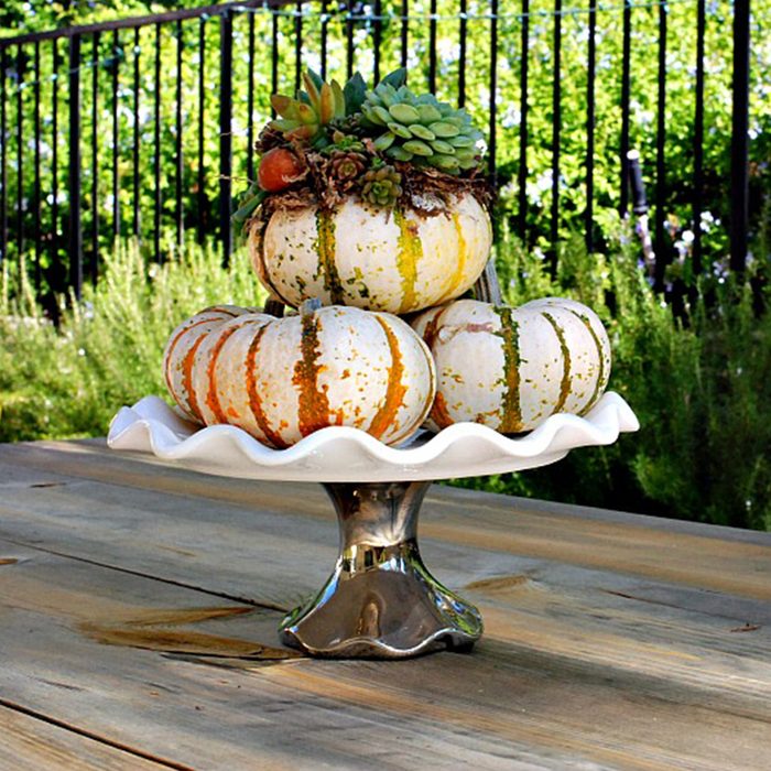 Three decorative pumpkins topped with succulents sit on a white, scalloped cake stand, placed on a wooden table in a garden setting.