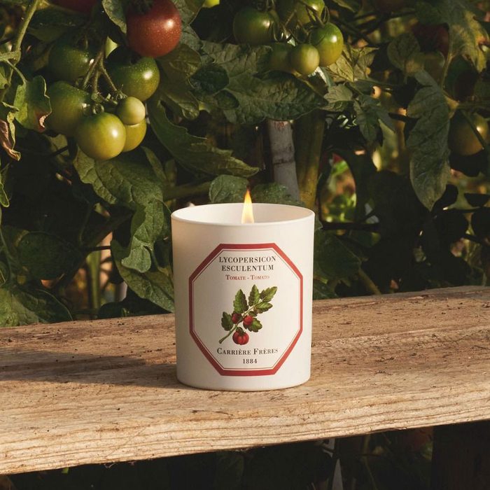 Candle flame flickers on a wooden bench, surrounded by lush tomato plants with ripe and unripe tomatoes hanging from green vines.