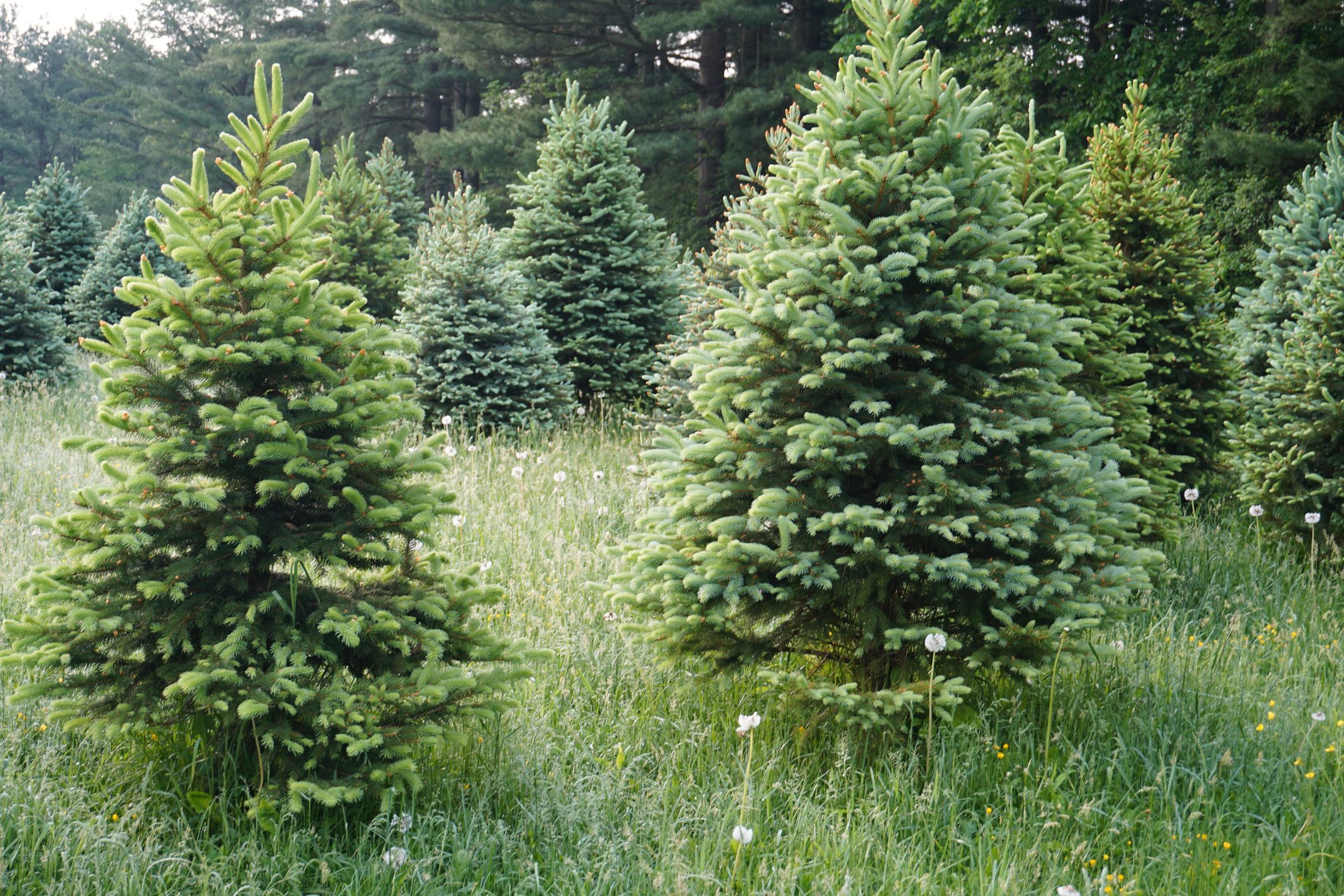 Christmas Tree Farm