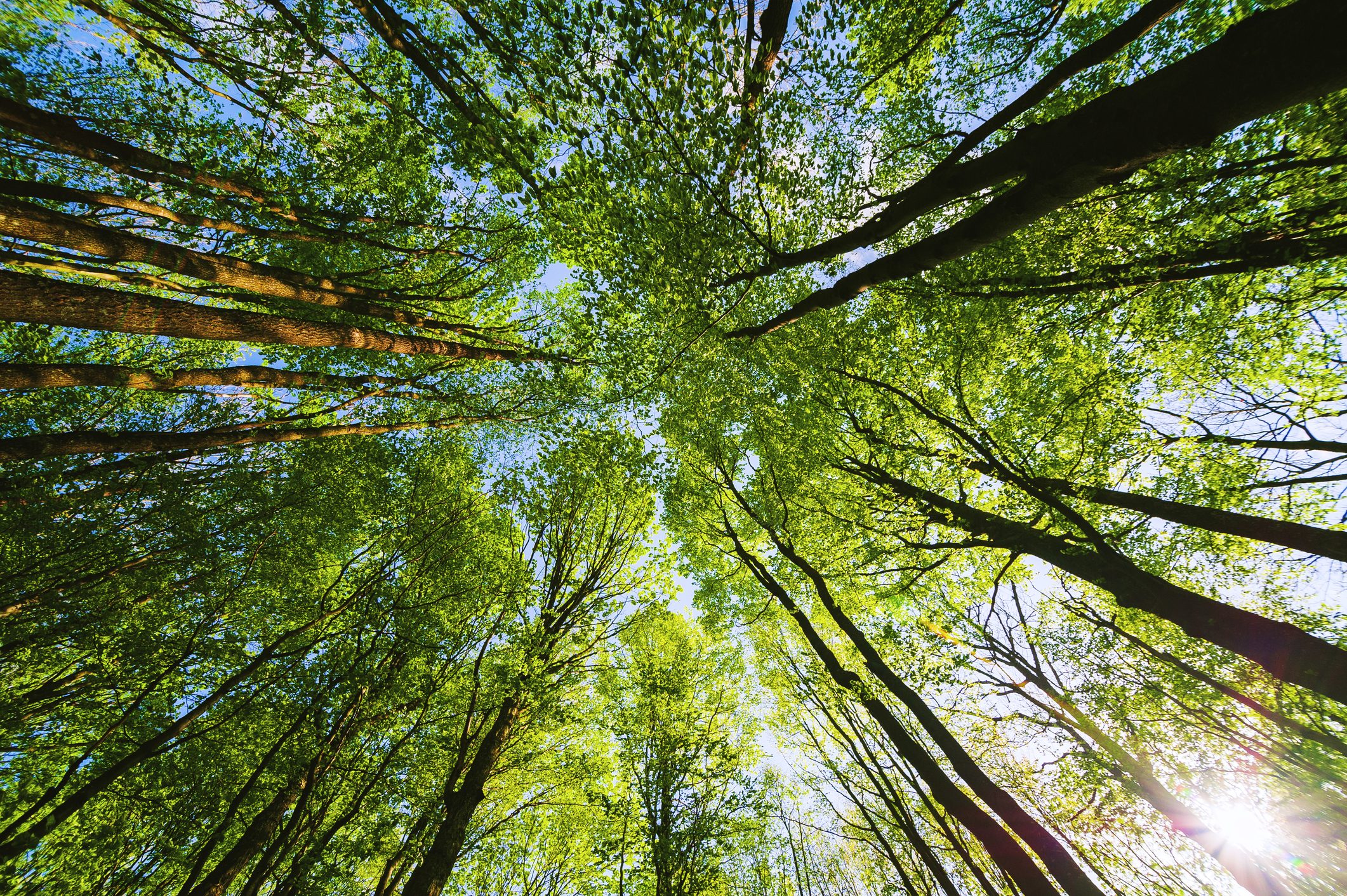 Low Angle View of trees in the Beech forest in spring
