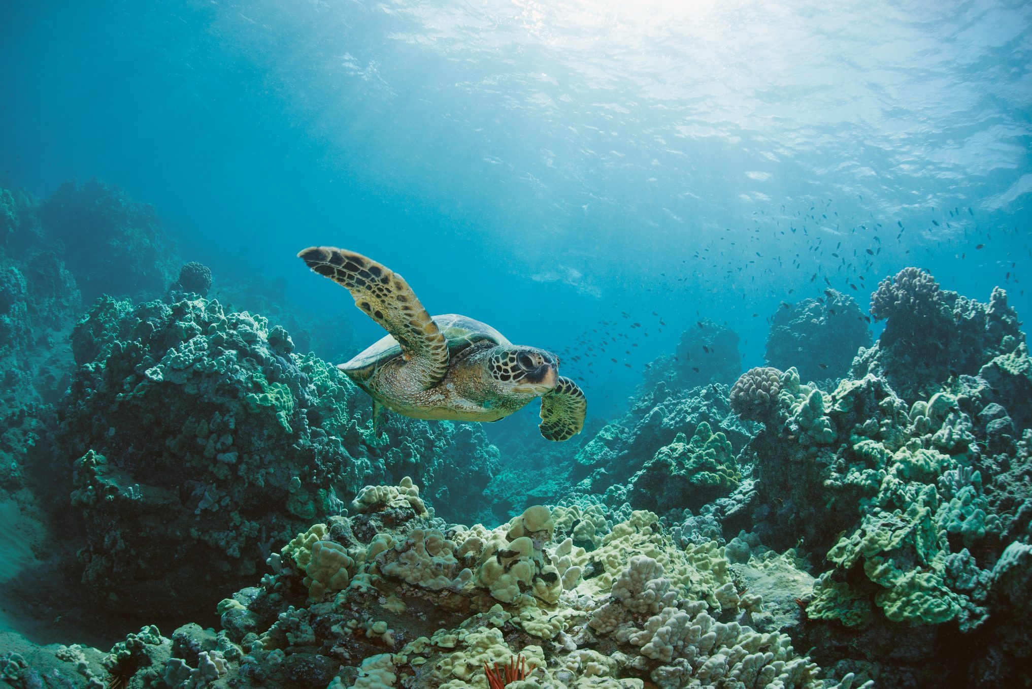sea turtle swimming in the ocean