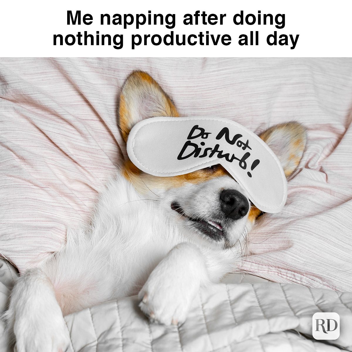 corgi sleeping in a bed with eye mask on