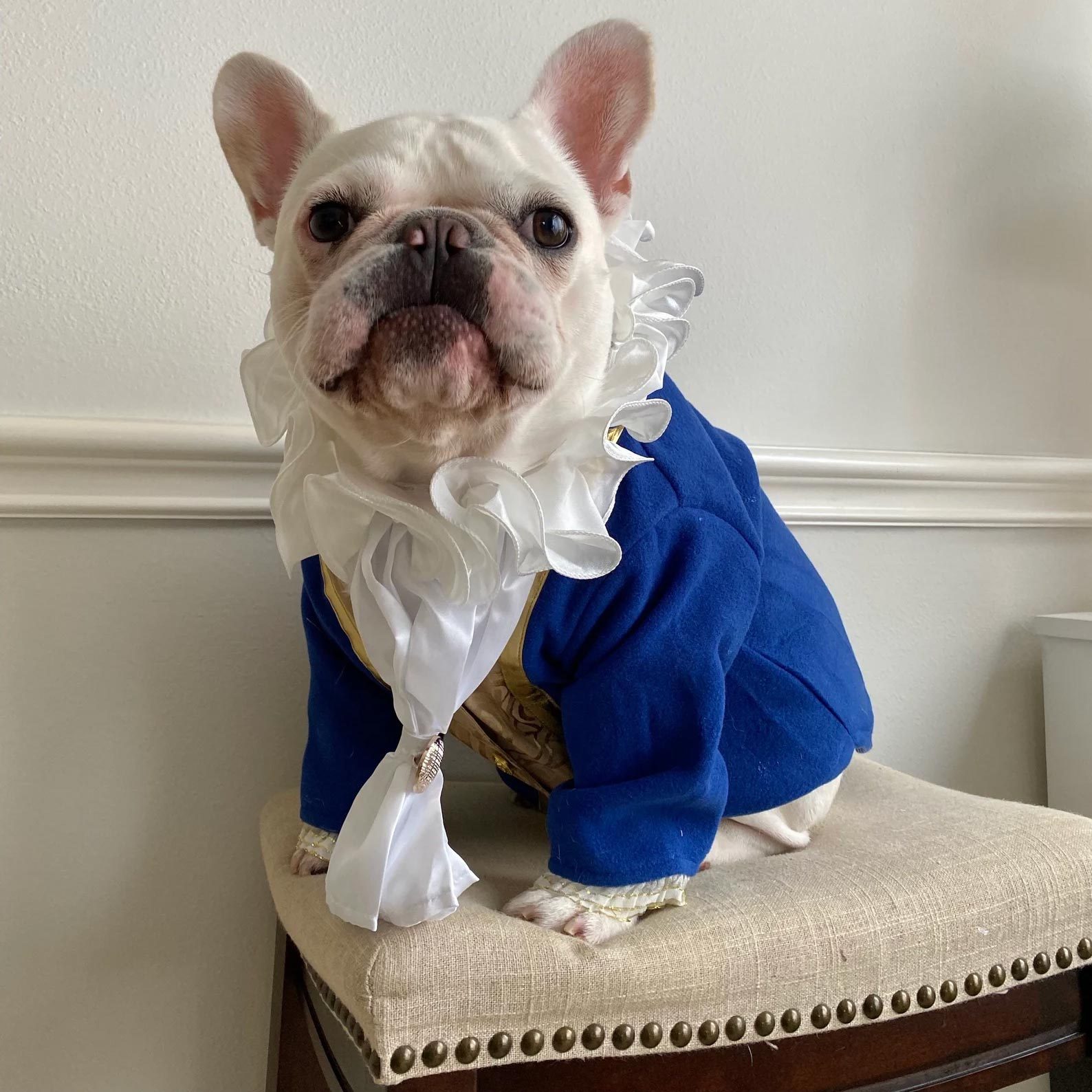 Rd Ecomm Beast Dog Costume Via Fitfrenchie Etsy.com