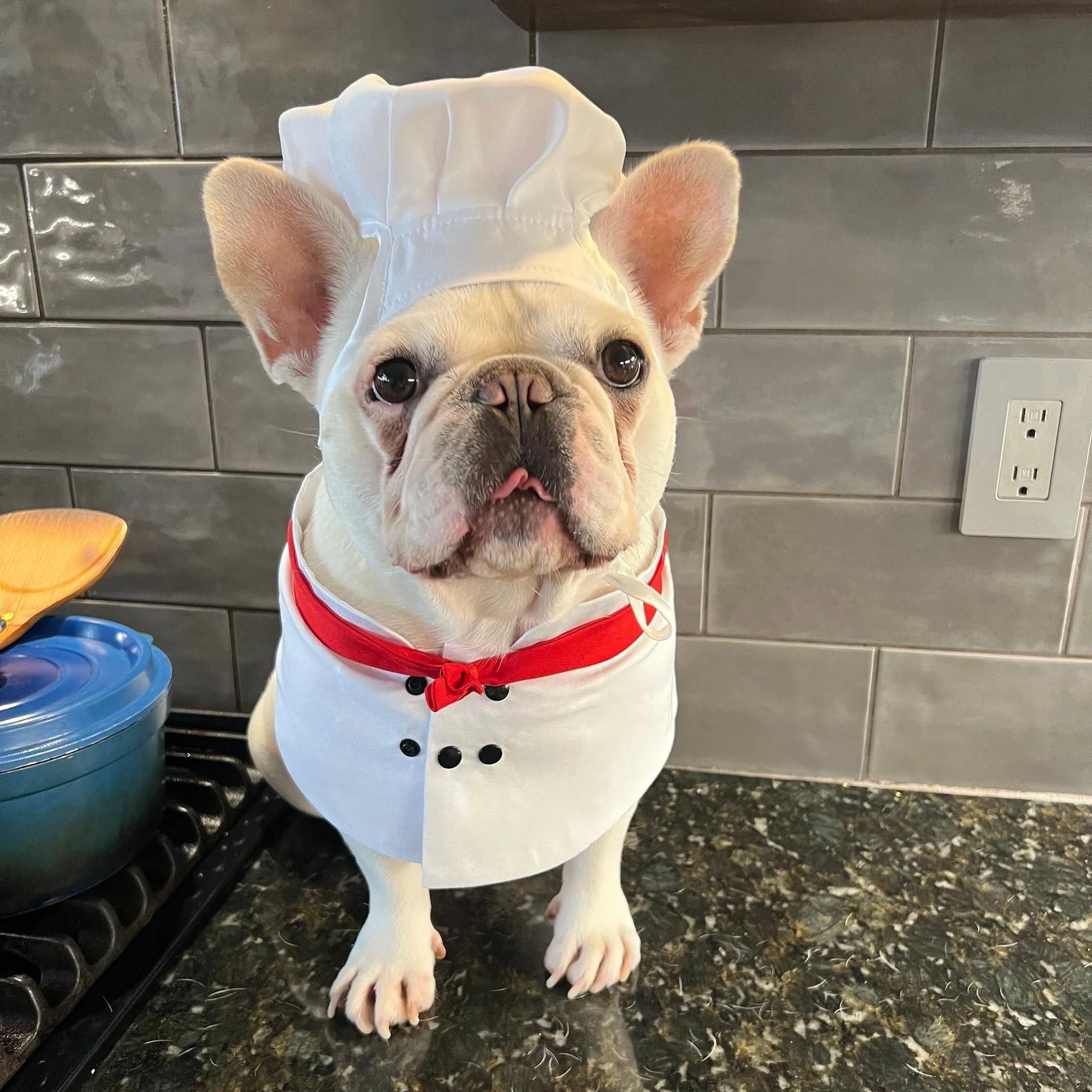 Rd Ecomm Chef Dog Costume Via Fitfrenchie Etsy.com