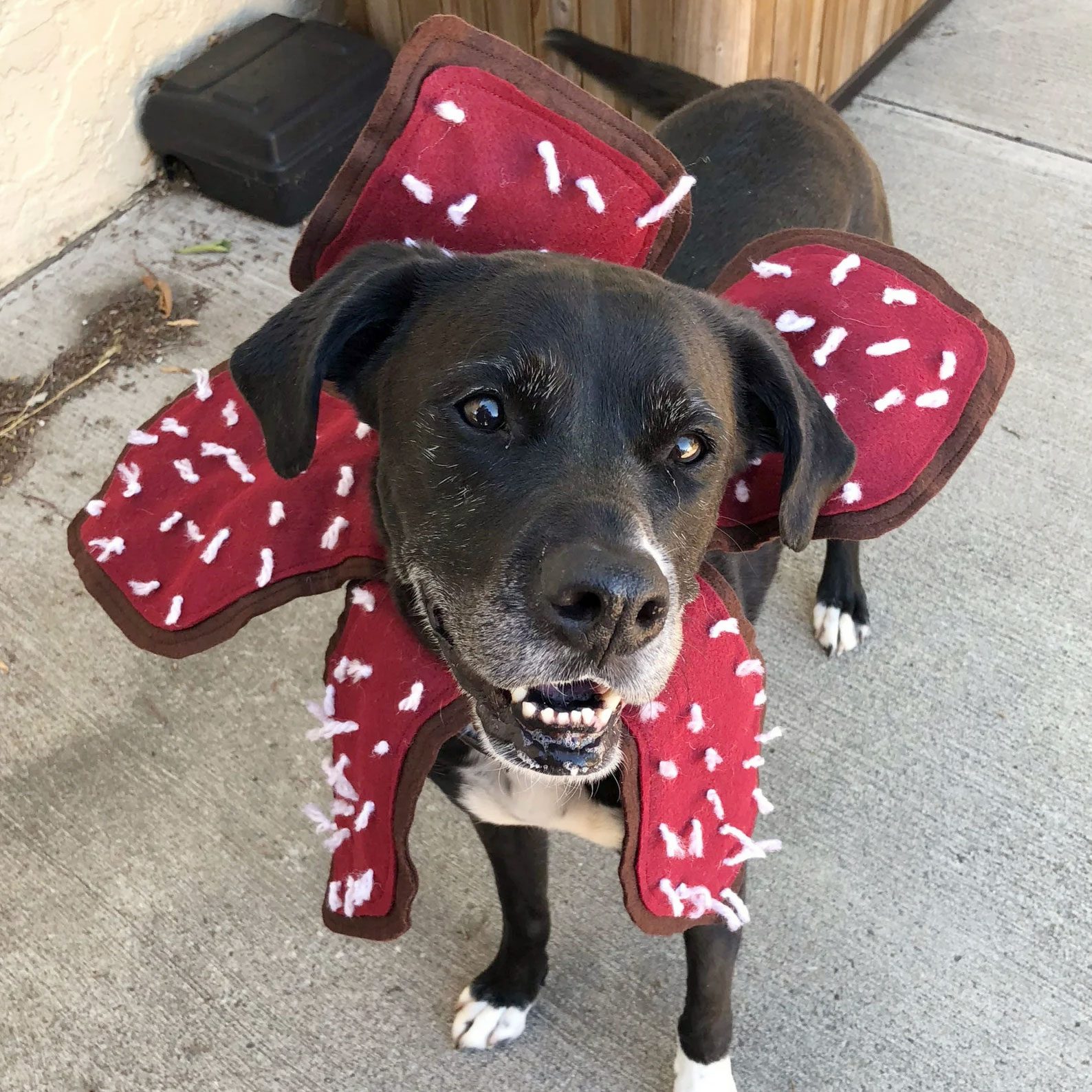 Demogorgon Dog Costume