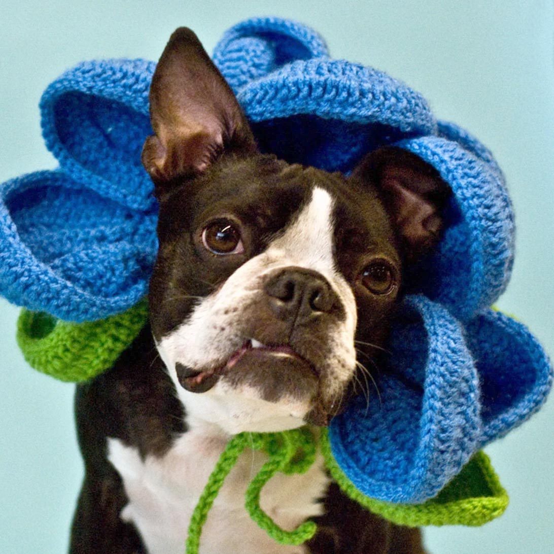 Rd Ecomm Flower Dog Costume Via Rosemarysbabymek Etsy.com