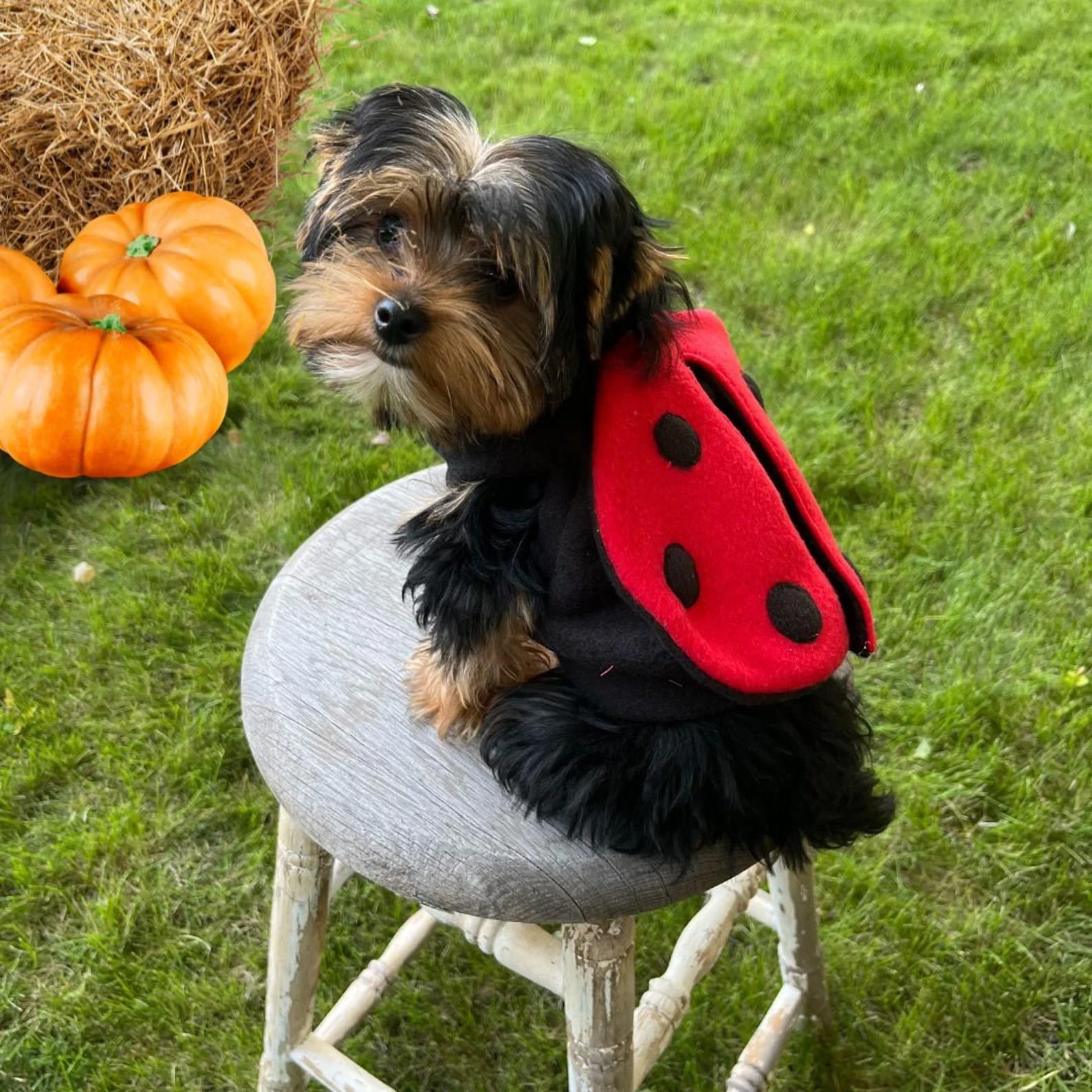 Rd Ecomm Lady Bug Dog Costume Via Pnutfish Etsy.com