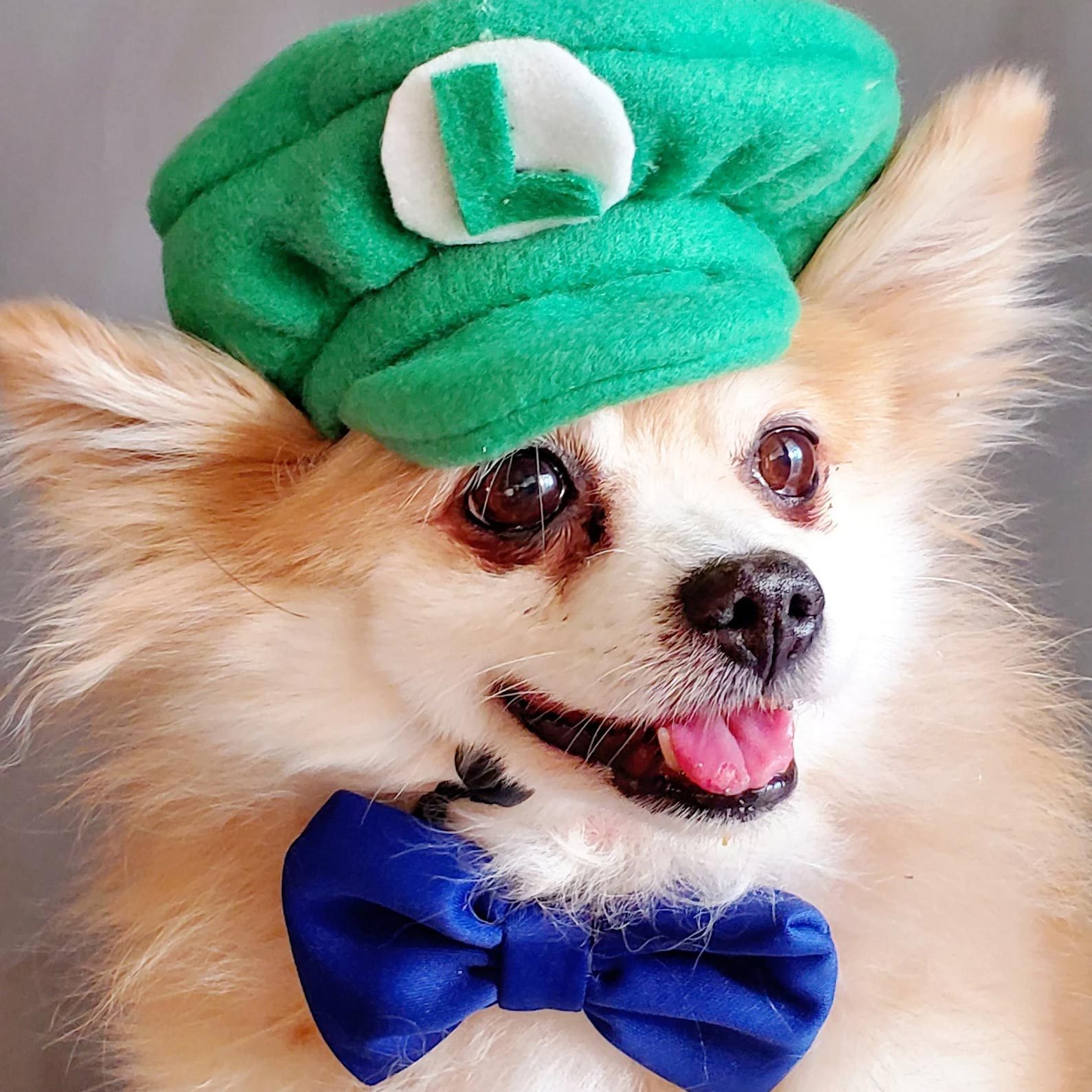 Rd Ecomm Luigi Dog Costume Via Elegantpet1 Etsy.com