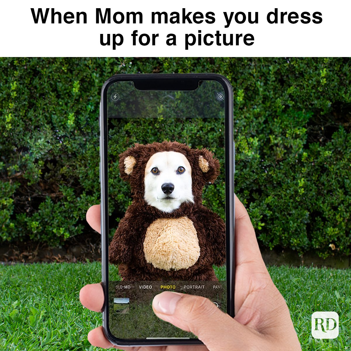 corgi dressed up getting picture taken