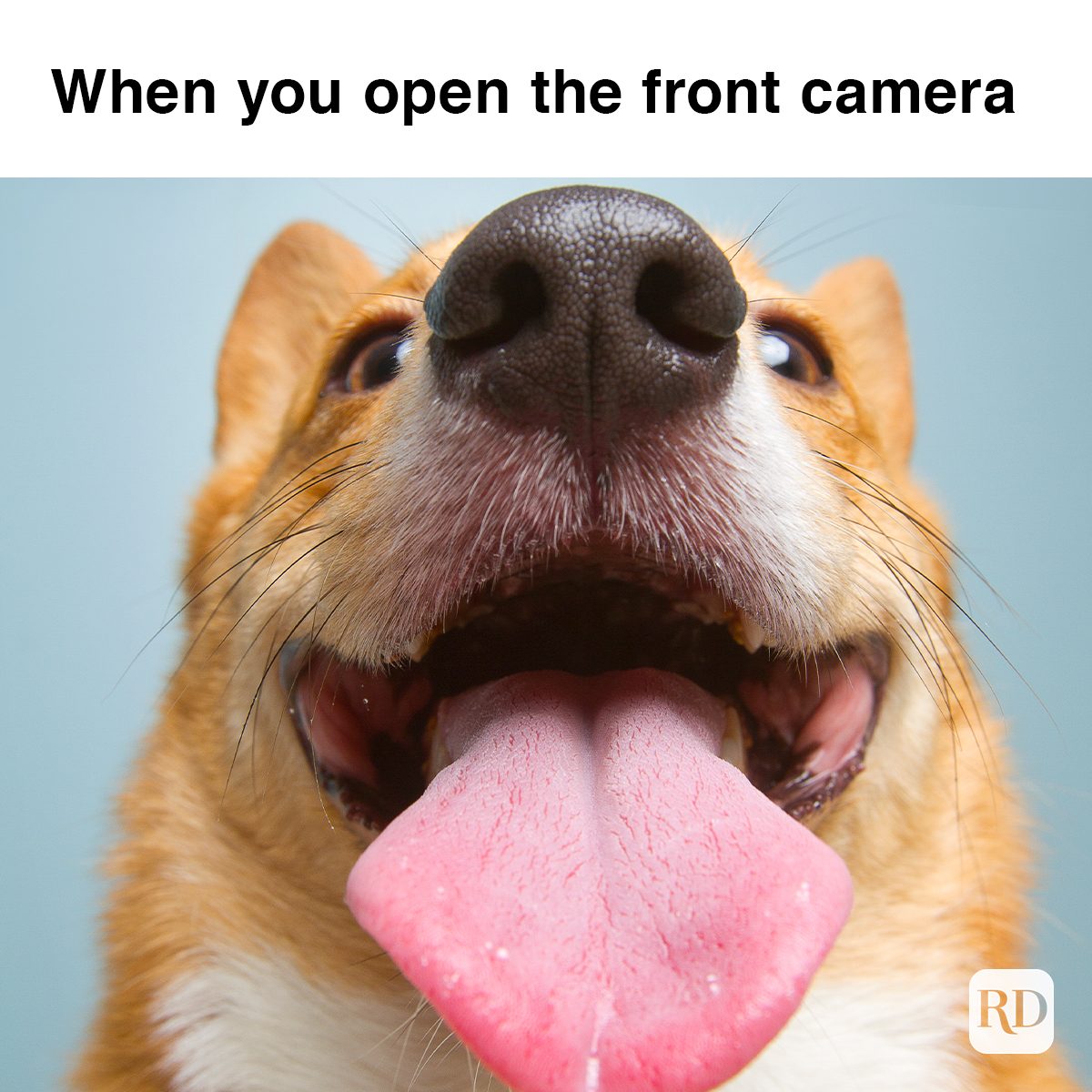 close up on corgis face