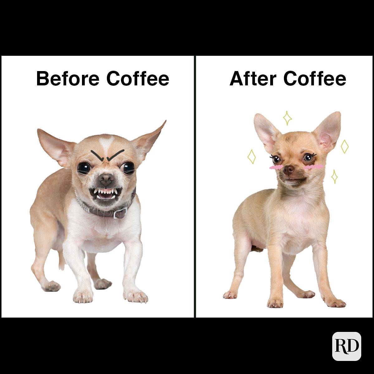 angry Chihuahua and happy Chihuahua 