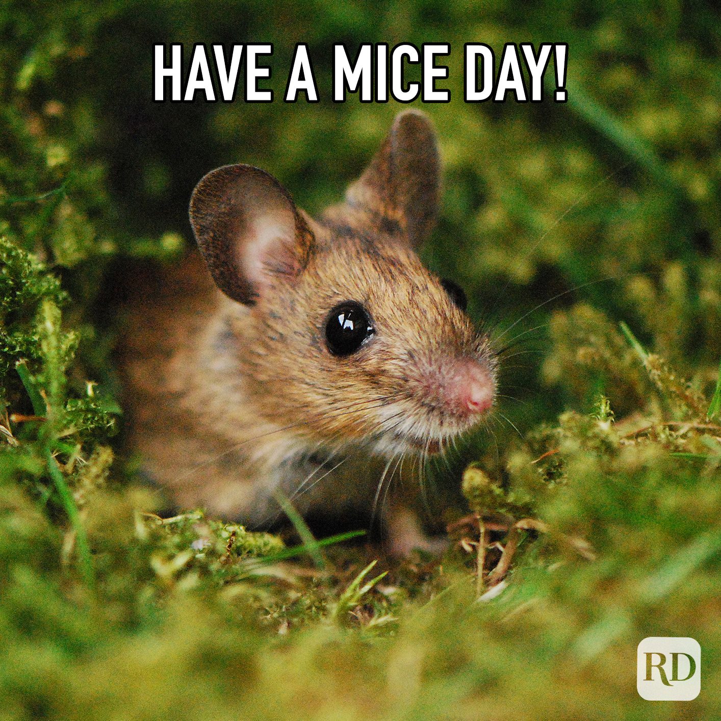 Have A Mice Day meme text over. mouse