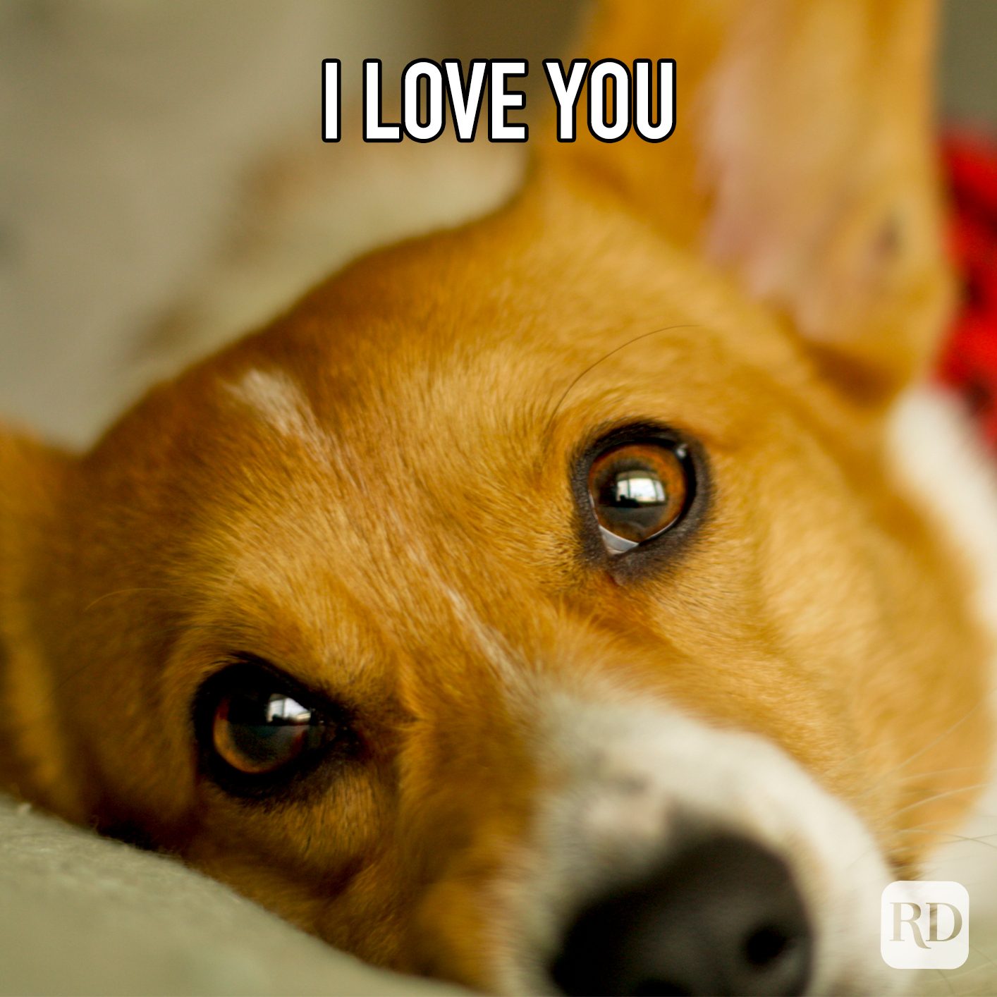I Love You meme text over corgi looking up with loving eyes